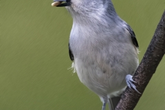 Jerry-Deutsch-Tufted-Titmouse-Digital-Color-Mar-2024-Special-Begins-with-T-Master-First-Place