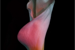 Joel-Goldberg-LIT-UP-LILY-Digital-Color-Oct-2023-Master-2nd-Place