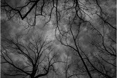 Marilyn-Baldi-Tree-Tops-Digital-Mono-Mar-2024-Special-Begins-with-T-Master-Award