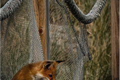 Rich-Despins-Mom-Where-Are-You_-Sept-2023-Digital-Color-Master-Award