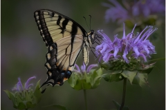 Eadie-Fuentes-Dreamy-Butterfly-Sept-2023-Digital-Color-Salon-Award