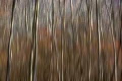 Joe-Ferraro-Trees-In-Motion-Digital-Color-Mar-2024-Special-Begins-with-T-Salon-Award