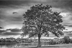 John-Sandstedt-NJFCC-Citation-Tree-Digital-Mono-Mar-2024-Special-Begins-with-T-Salon-First-Place