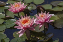 John-Sandstedt-NJFCC-Citation-Water-Lilies-May-2024-Digital-Color-Salon-Award