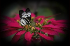 Lilia-Maloratskiy-Black-Postman-Butterfly-on-Red-Poinsetta-Digital-Color-Feb-2024-Salon-1st-Place