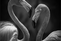 Lilia-Maloratskiy-Fine-Couple-Flamingos-April-2024-Digital-Mono-Apr-2024-Salon-Medal