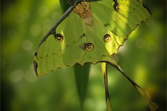 Lilia-Maloratskiy-Hiding-in-Plain-Sight-Luna-Moth.jpg-Digital-Color-Oct-2023-Salon-Medal