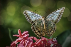 Lilia-Maloratskiy-Kallima-Sylvia-Butterfly-Landing-on-Pink-Flowers-Digital-Color-Dec-2023-Salon-Award