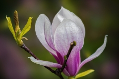 Lilia-Maloratskiy-Lily-Magnolia-April-2024-Digital-Color-Apr-2024-Salon-Medal