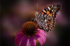 Lilia-Maloratskiy-Painted-Lady-Butterfly-on-Hot-Pink-Zinnia-May-2024-Digital-Color-Salon-3rd-Place