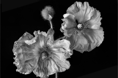 Lilia-Maloratskiy-Poppy-Flowers-Sept-2023-Digital-Mono-Salon-First-Place