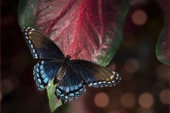 Lilia-Maloratskiy-Red-Spotted-Purple-Butterfly-Sept-2023-Digital-Color-Salon-First-Place