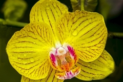 Phil-Levy-Yellow-Orchid-April-2024-Digital-Color-Apr-2024-Salon-Award