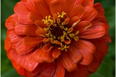 Anupma-Mona-Srivastava-Orange-Dahlia-Sep-2024-Color-Advanced-3rd-Place