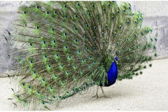 Anupma-Mona-Srivastava-The-Proud-Peacock-March-2025-Digital-Color-Advanced-Award