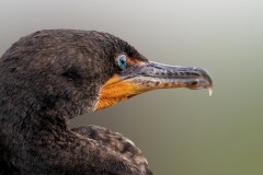 Bernie-Solomon-Double-Crested-Cormorant-May-2025-Digital-Color-Advanced-Medal