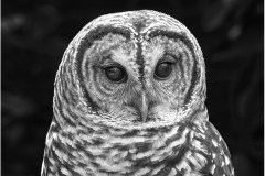 Bernie-Solomon-Owl-Jan-2025-Digital-Mono-Advanced-Award