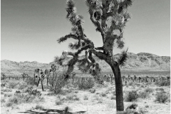Eric-Arolick-Joshua-Tree-May-2025-Digital-Mono-Advanced-Award