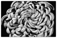 Jim-Kochis-Floral-Swirl-Sep-2024-Mono-Advanced-2nd-Place