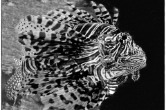 Jim-Kochis-Lion-Fish-Jan-2025-Digital-Mono-Advanced-Award