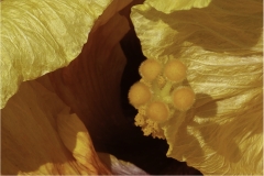 Mannie-Green-From-Light-Into-Darkness-May-2025-Digital-Color-Advanced-2nd-Place