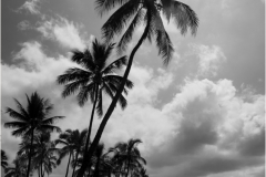 Mannie-Green-Ocean-Palm-Jan-2025-Digital-Mono-Advanced-1st-Place