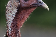 Mannie-Green-Wild-Turkey-May-2025-Digital-Color-Advanced-1st-Place