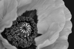 Mia-Mutascio-Center-of-Advanced-Poppy-May-2025-Digital-Mono-Advanced-Award