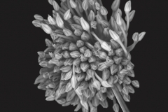 Mia-Mutascio-Dainty-Dancers-Jan-2025-Digital-Mono-Advanced-2nd-Place