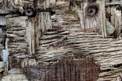 Mia-Mutascio-Eyes-in-the-Splintered-Wood-Dec-2024-Digital-Color-Advanced-Merit