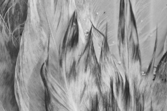 Mia-Mutascio-Seagull-Feathers-March-2025-Digital-Mono-Advanced-2nd-Place