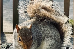 Patricia-Hart-Zackman-Mmm-thank-you-Jan-2025-Digital-Color-Advanced-Award