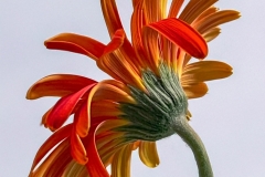 Patricia-Hart-Zackman-Please-Dont-Look-at-Me-March-2025-Digital-Color-Advanced-Award