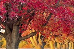 Anoop-Srivastava-Fall-trees-at-sunset-Feb-2025-Digital-Color-Beginner-2nd-Place