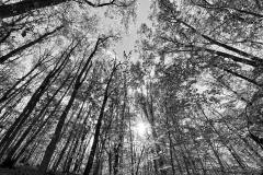 Anoop-Srivastava-Trees-Dec-2024-Digital-Mono-Beginner-Award