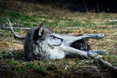 Brian-OLeary-Timber-Wolf-May-2025-Digital-Color-Beginner-Award