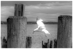 Daniel-Levine-Unknown-Title-May-2025-Digital-Mono-Beginner-Award