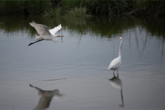 Richard-Eichel-Coming-in-for-Advanced-landing-May-2025-Digital-Color-Beginner-Medal