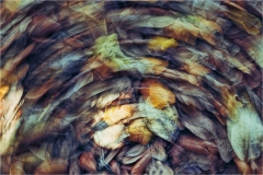 Alan-Bogard-Autumn-April-2025-Digital-Color-Master-2nd-Place