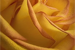 Alan-Bogard-Orange-Beauty-Jan-2025-Digital-Color-Master-Award