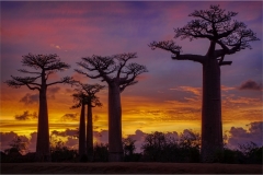 Alan-Bogard-Sunset-at-the-Baobabs-Feb-2025-Digital-Color-Master-Award