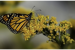 Bob-Dowd-In-Golden-Blossoms-Jan-2025-Digital-Color-Master-Merit