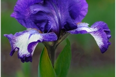 Bob-Dowd-Iris-Twins-in-bloom-May-2025-Digital-Color-Master-Medal