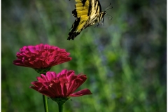 Bob-Dowd-Monarch-in-Flight-Dec-2024-Digital-Color-Master-Award