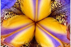 Bob-Dowd-When-Flowers-Dream-Jan-2025-Digital-Color-Master-Merit