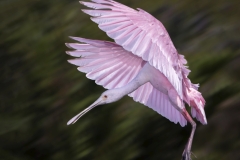 Jerry-Deutsch-Final-Approach-March-2025-Digital-Color-Master-1st-Place