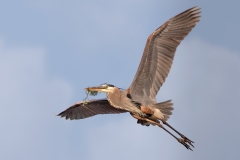 Jerry-Deutsch-Great-Blue-Heron-and-Sky-May-2025-Digital-Color-Master-Medal