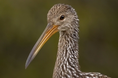 Jerry-Deutsch-Limpkin-Portrait-Jan-2025-Digital-Color-Master-Merit