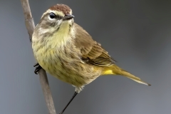 Jerry-Deutsch-Look-at-Me-March-2025-Digital-Color-Master-Award