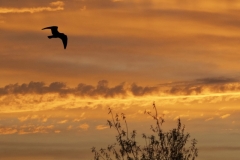 Jerry-Deutsch-Silohuette-at-Sunrise-Feb-2025-Digital-Color-Master-Award